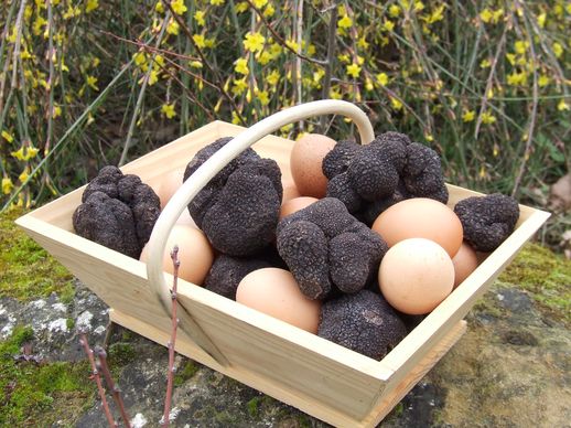 Panier de grosses truffes noires avec des oeufs